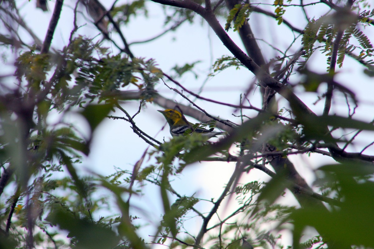 Black-throated Green Warbler - ML646195811