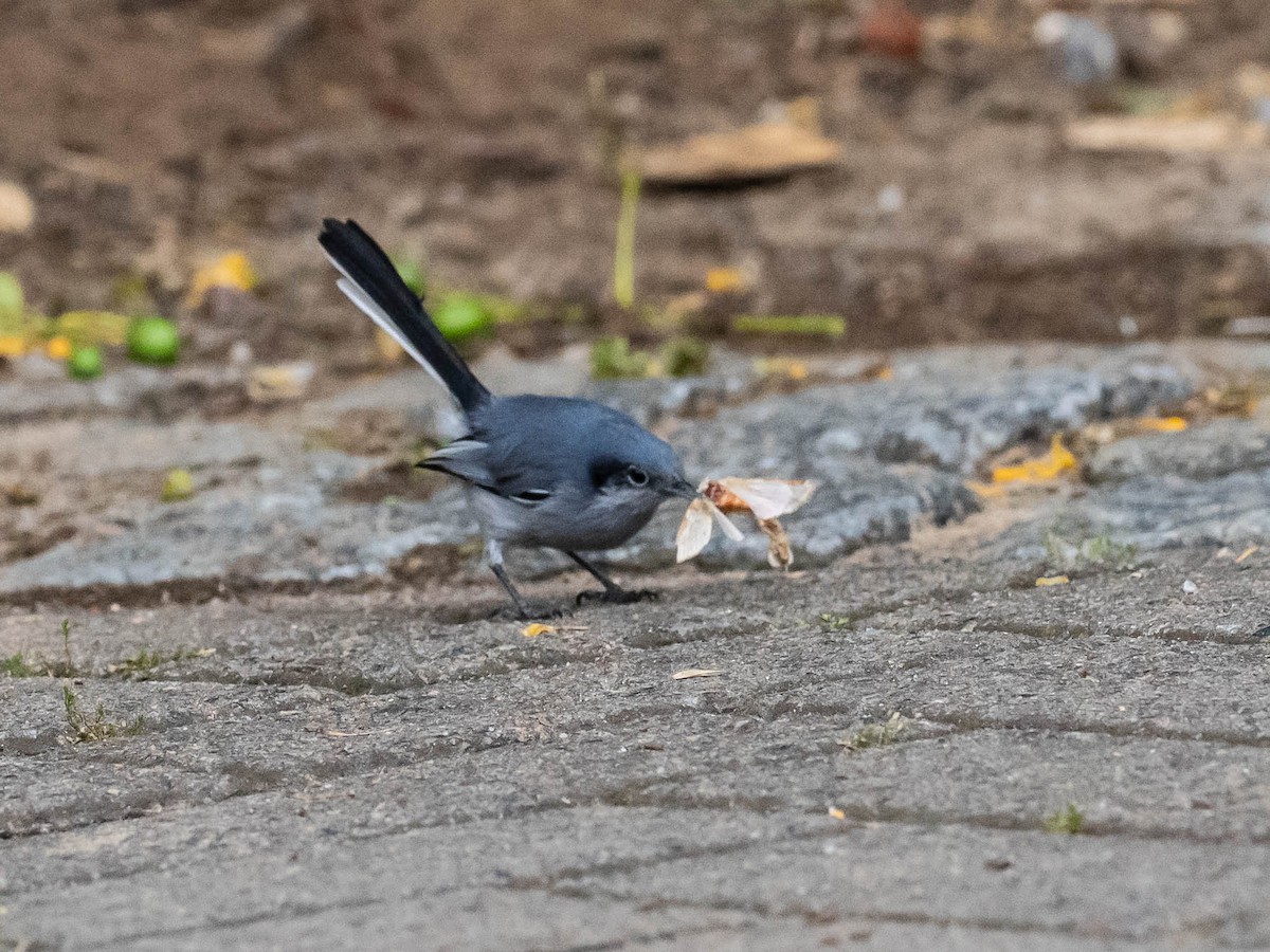 Masked Gnatcatcher - ML646195812
