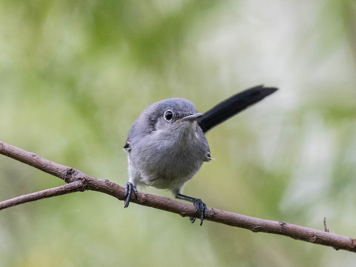 Masked Gnatcatcher - ML646195813