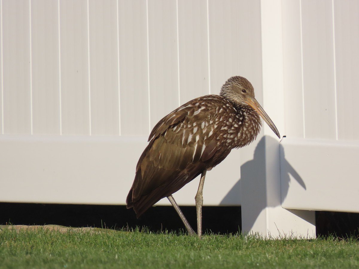 Limpkin - ML646195814