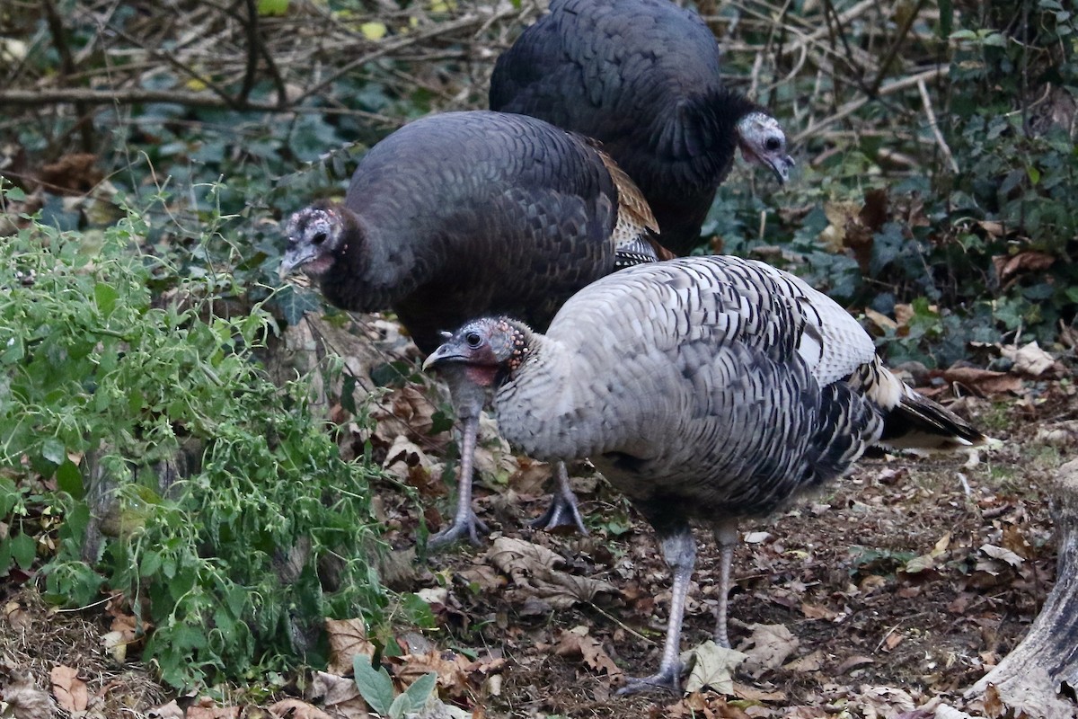 Tacchino selvatico - ML646195819