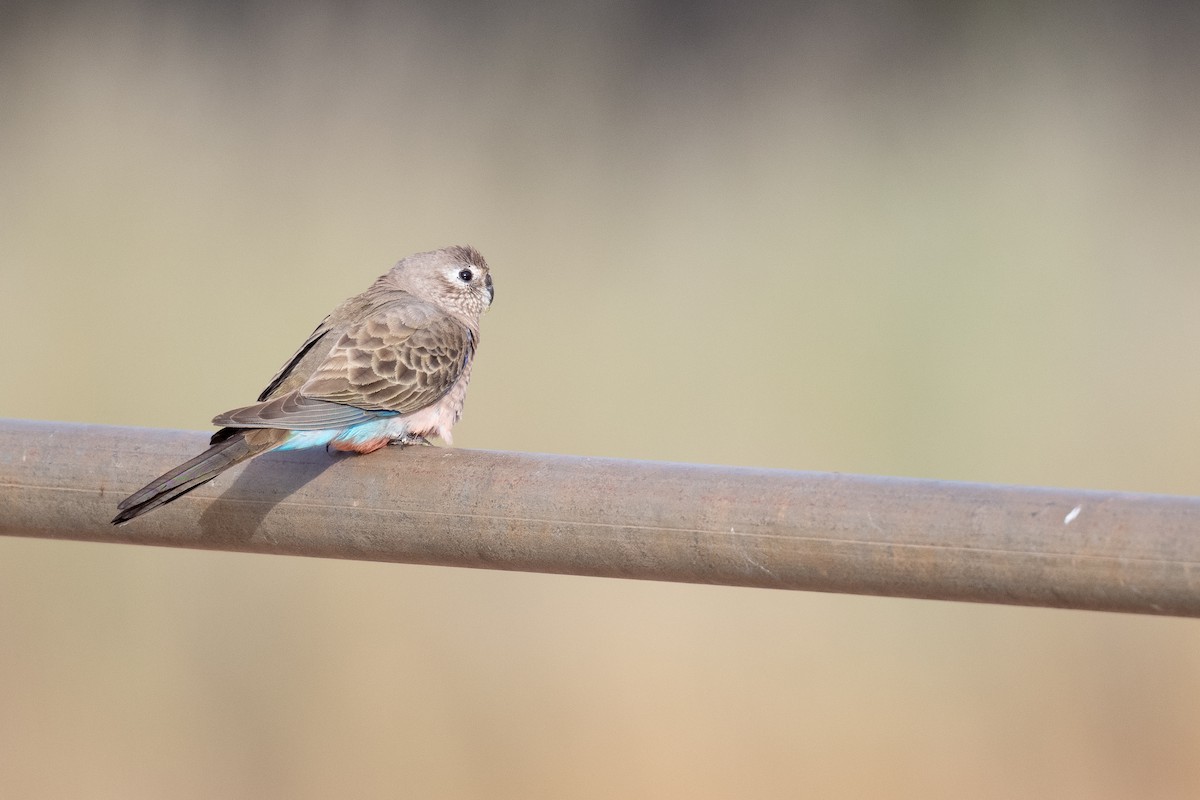Bourke's Parrot - ML646195822