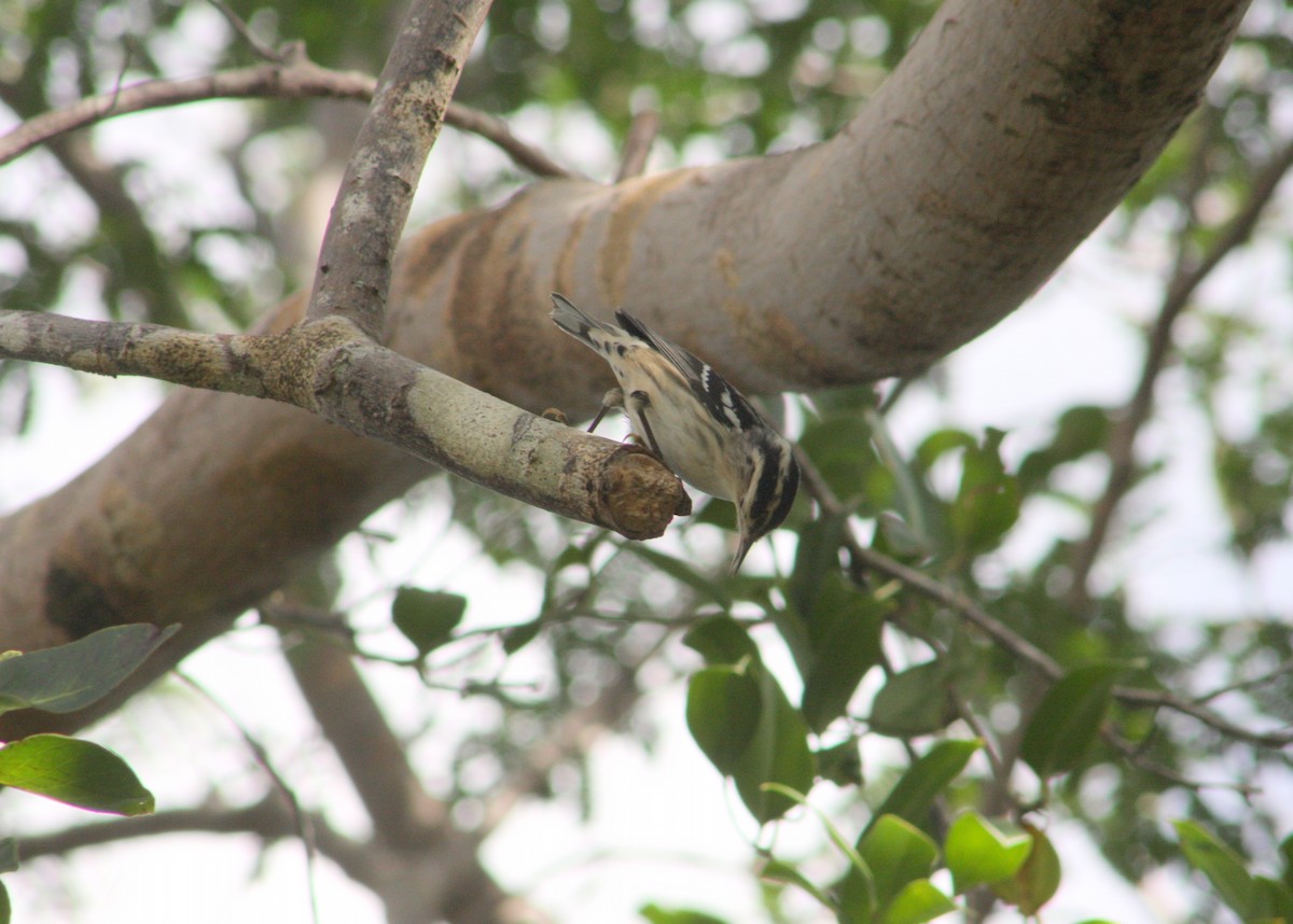 Black-and-white Warbler - ML646195831