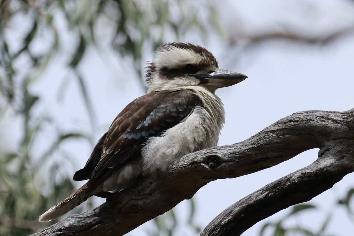 Laughing Kookaburra - ML646195832