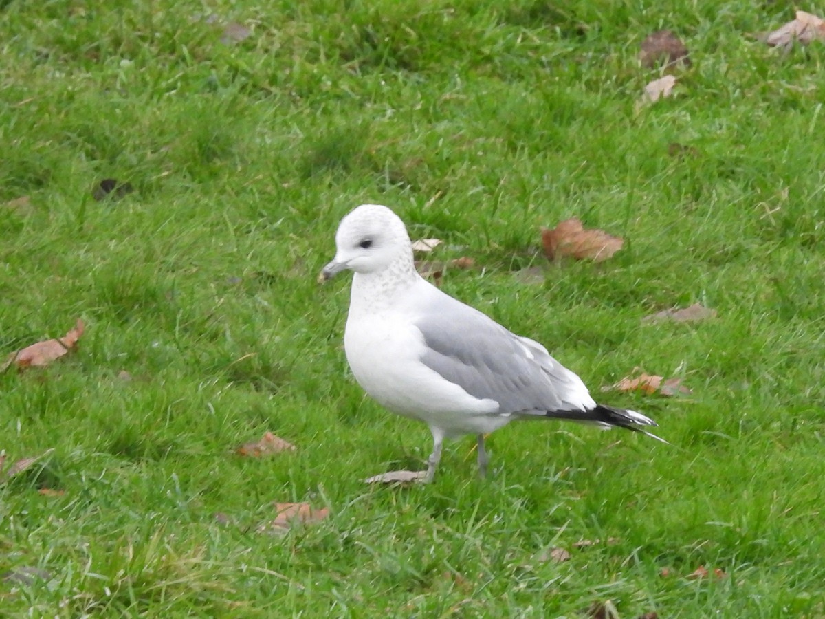 Common Gull - ML646195838