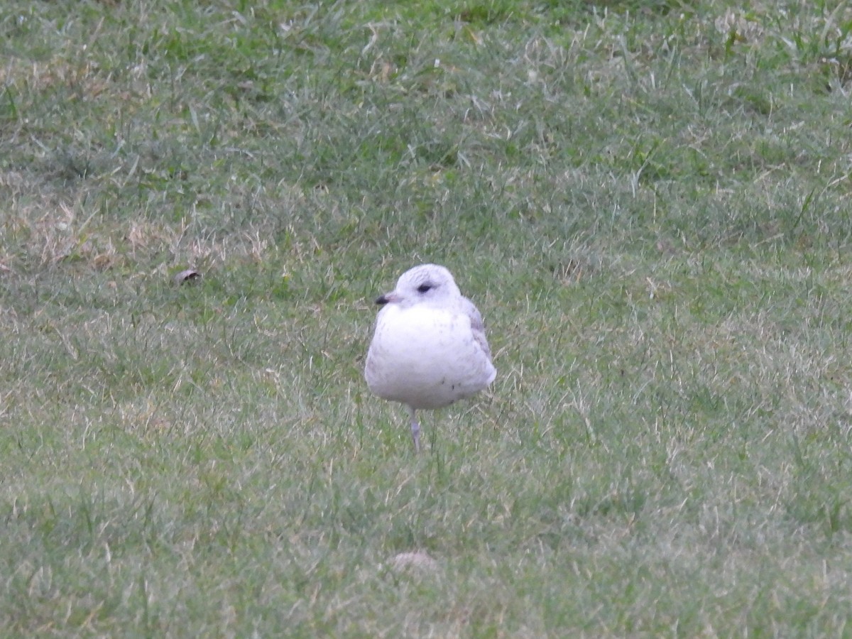 Common Gull - ML646195839