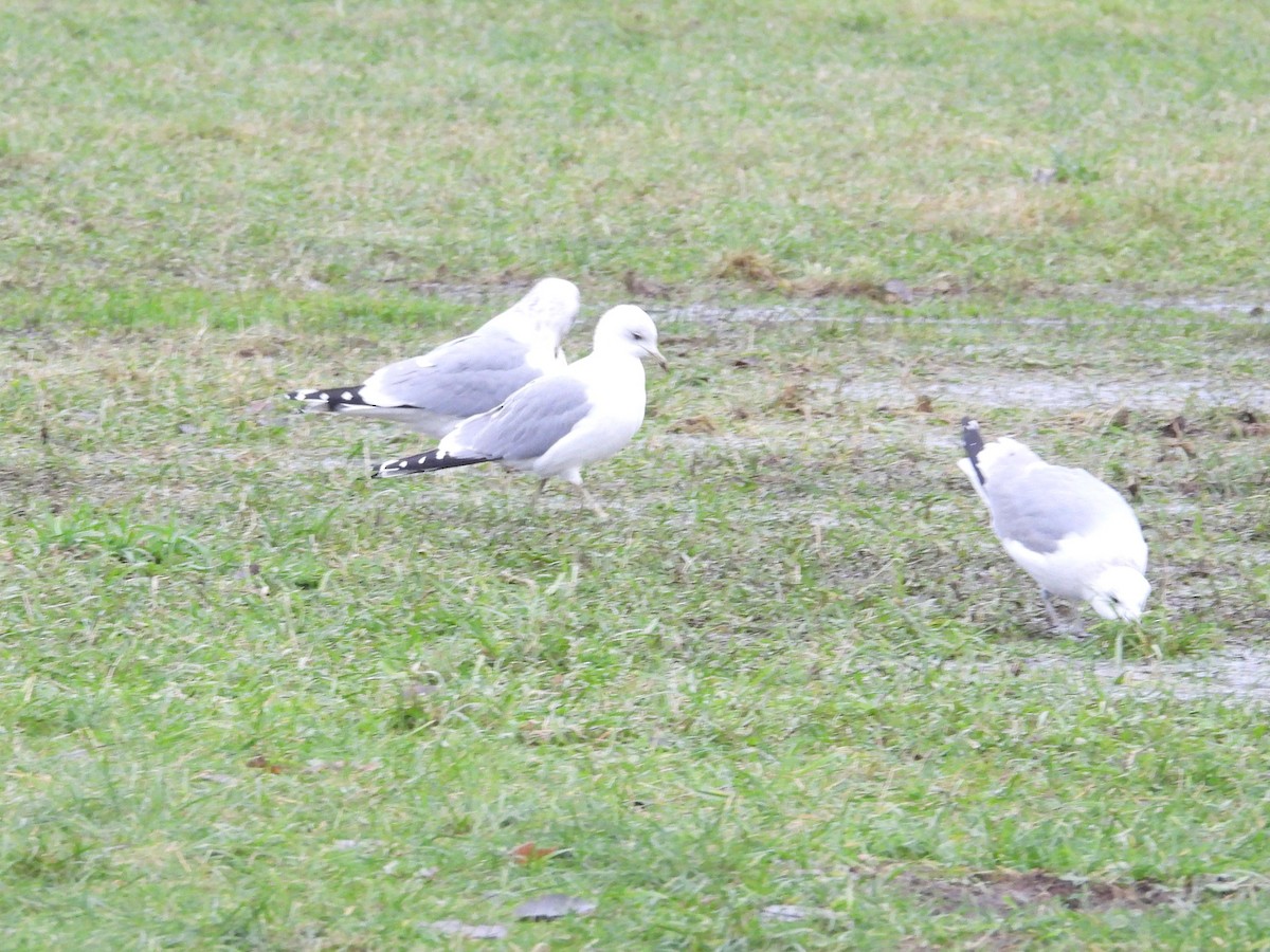 Common Gull - ML646195840