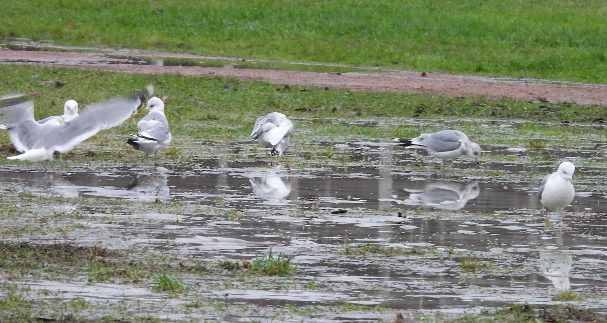 Common Gull - ML646195841