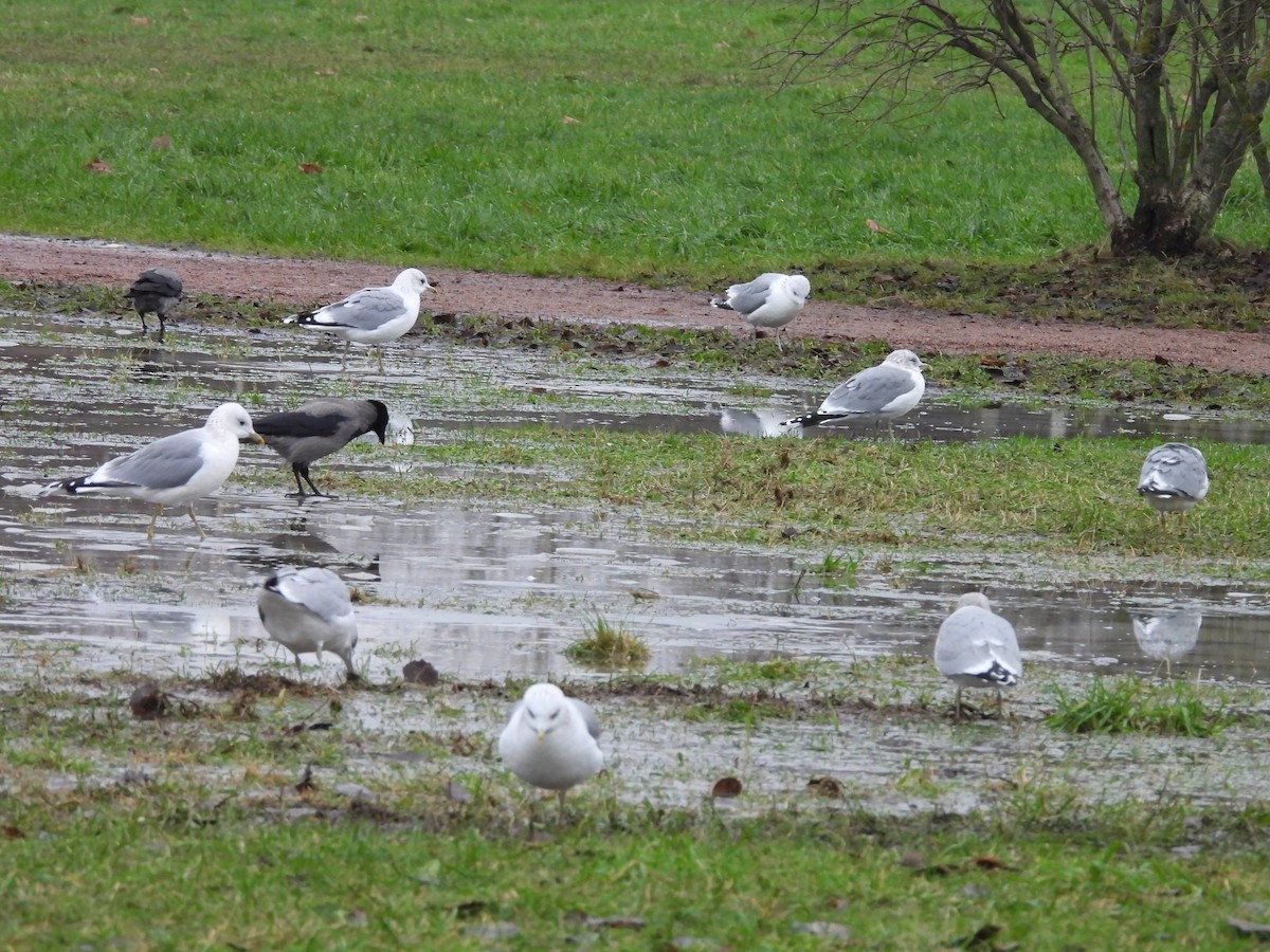 Common Gull - ML646195842