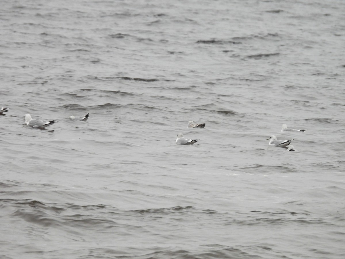 Common Gull - ML646195843