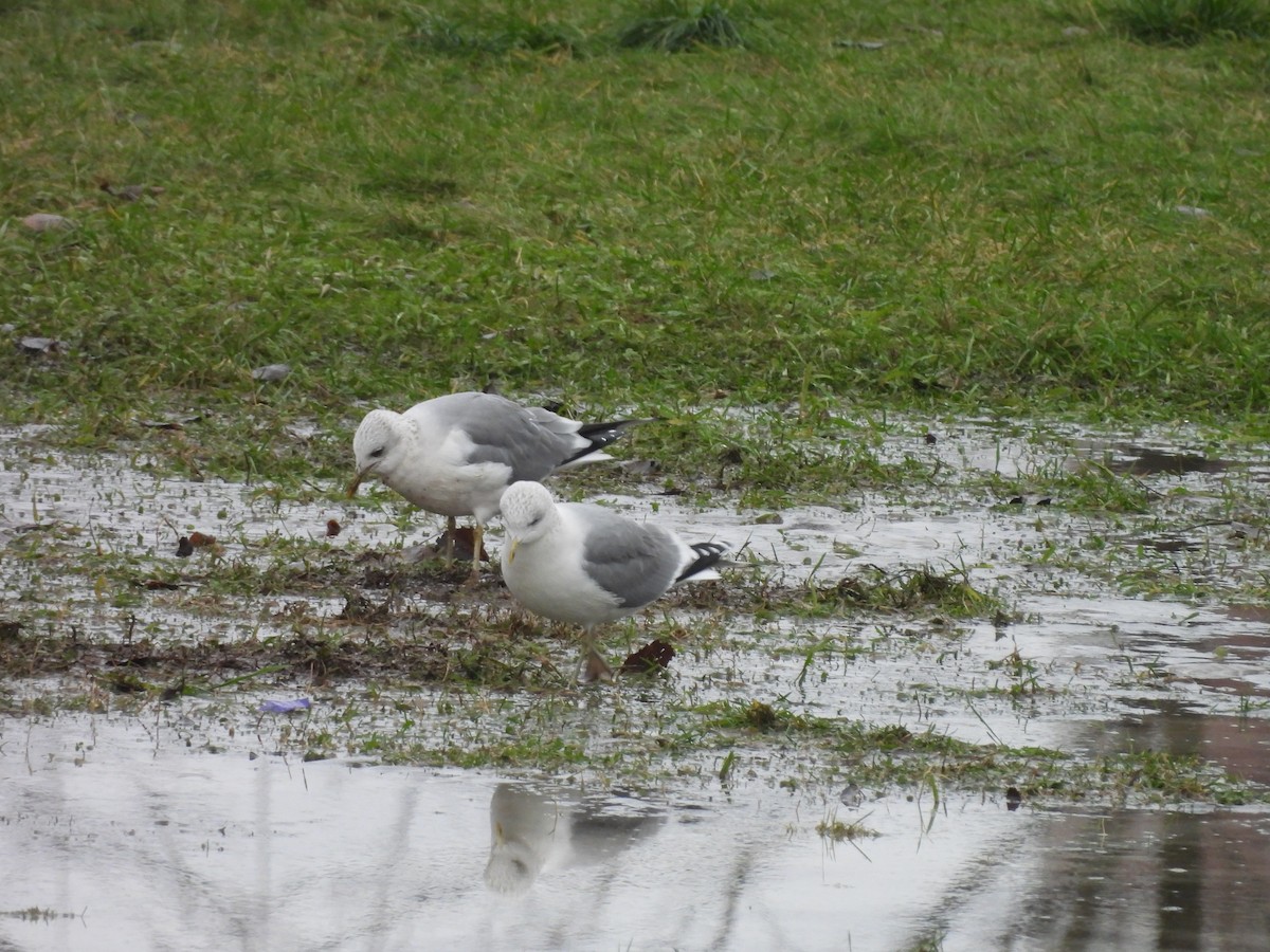 Common Gull - ML646195844