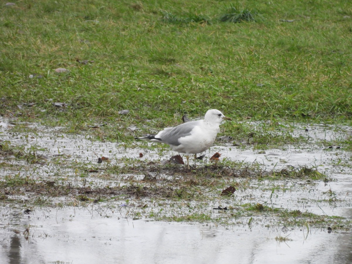 Common Gull - ML646195845