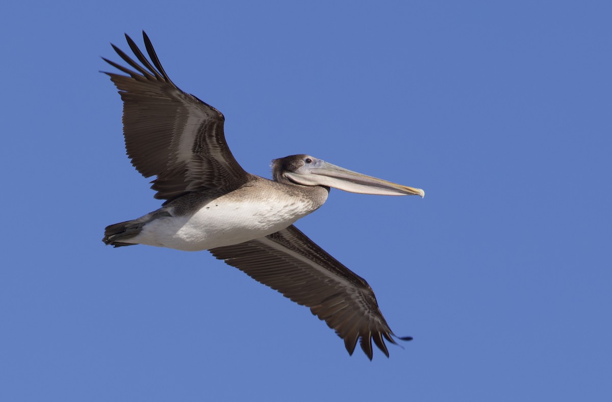 pelikán hnědý - ML646195854