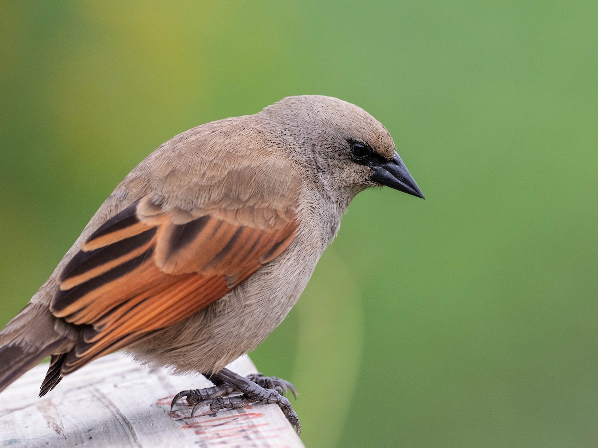 Grayish Baywing - ML646195858