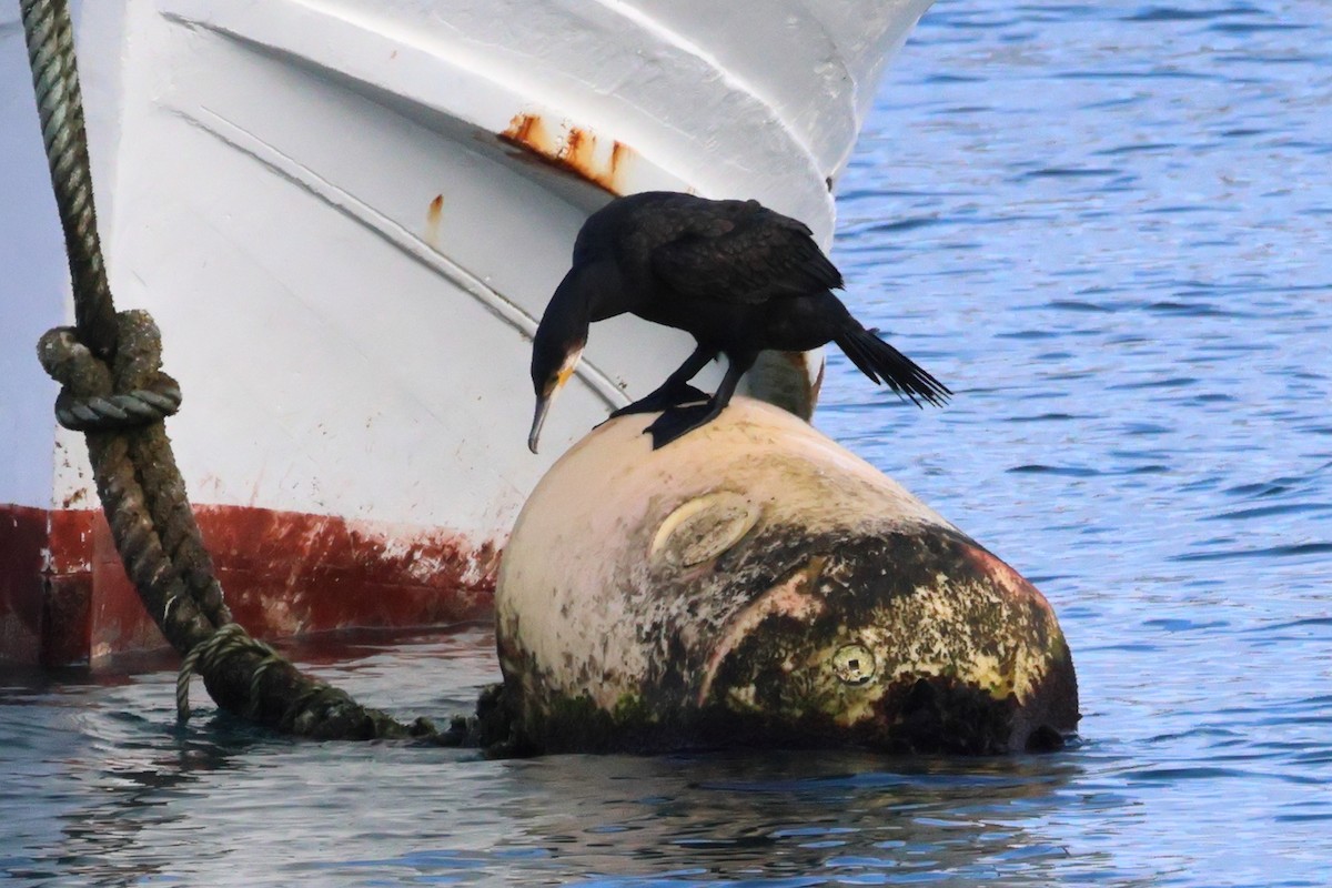 Great Cormorant - ML646195863