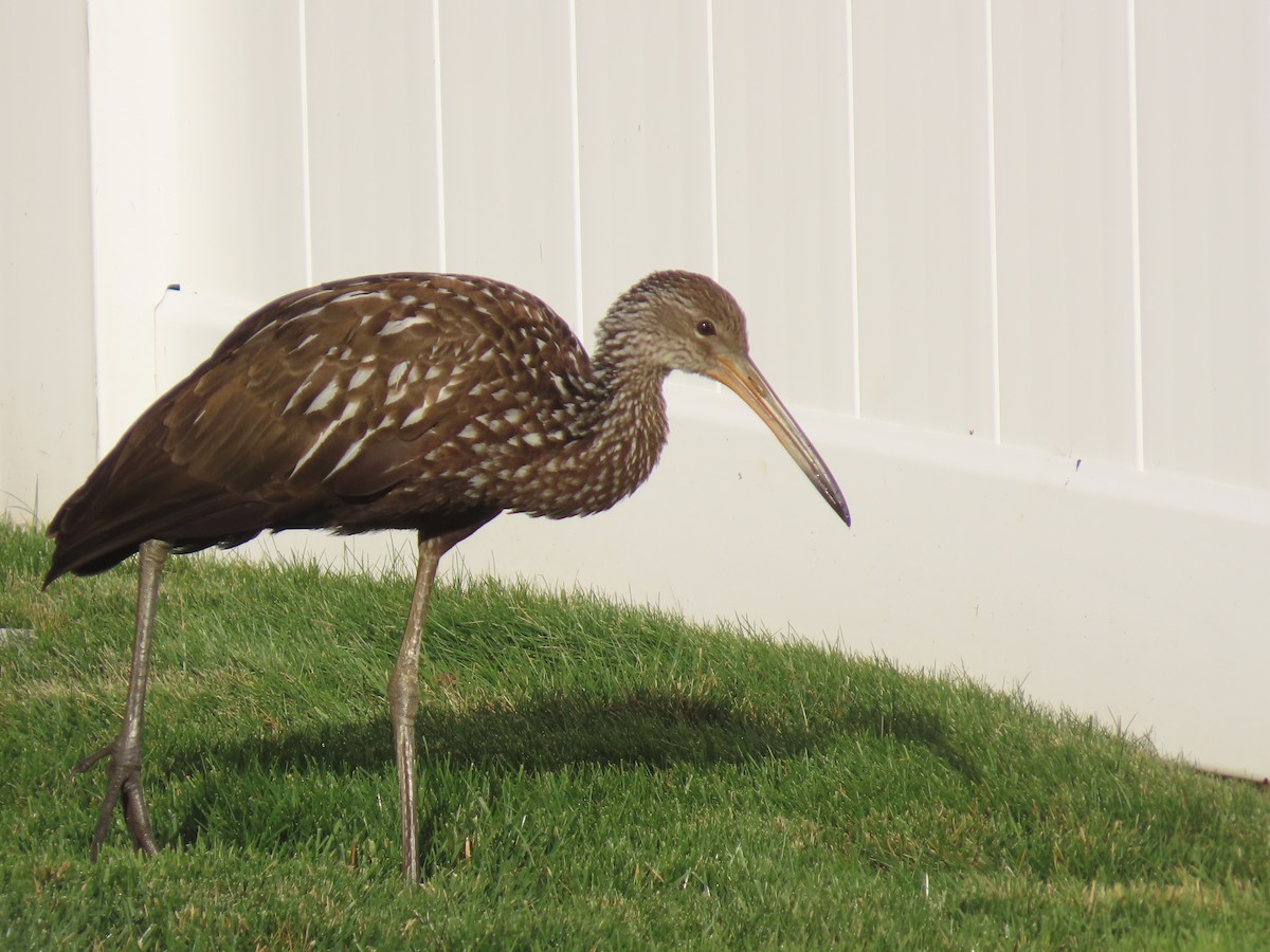 Limpkin - ML646195867
