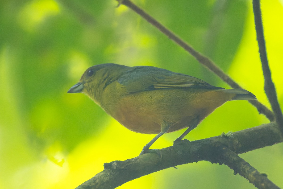 Spot-crowned Euphonia - ML646195868