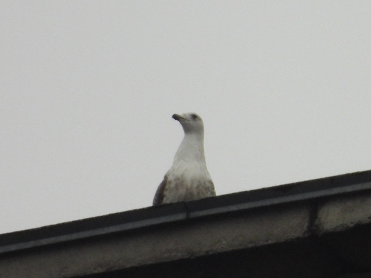 European Herring Gull - ML646195869