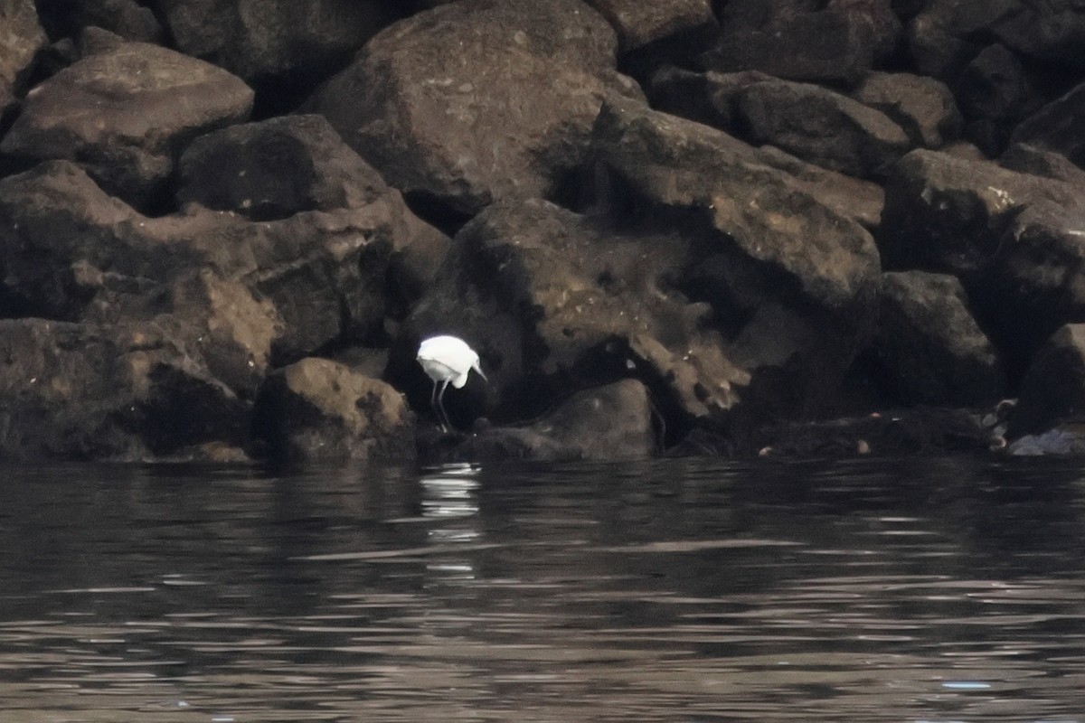 Little Egret - ML646195870