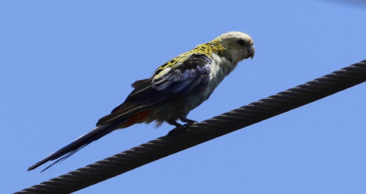 Pale-headed Rosella - ML646195871