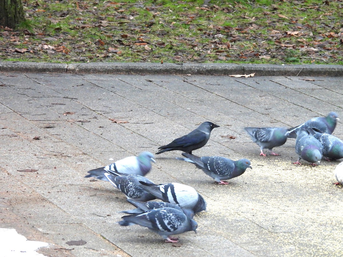 Eurasian Jackdaw - ML646195875
