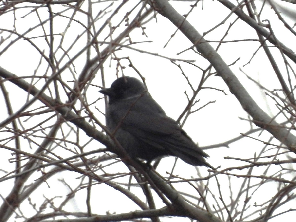 Eurasian Jackdaw - ML646195876