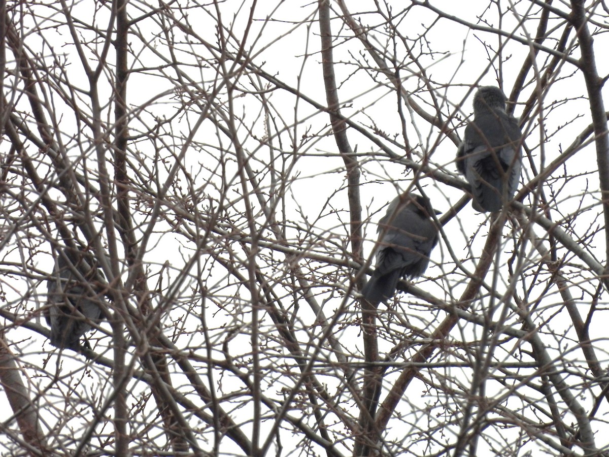Eurasian Jackdaw - ML646195877