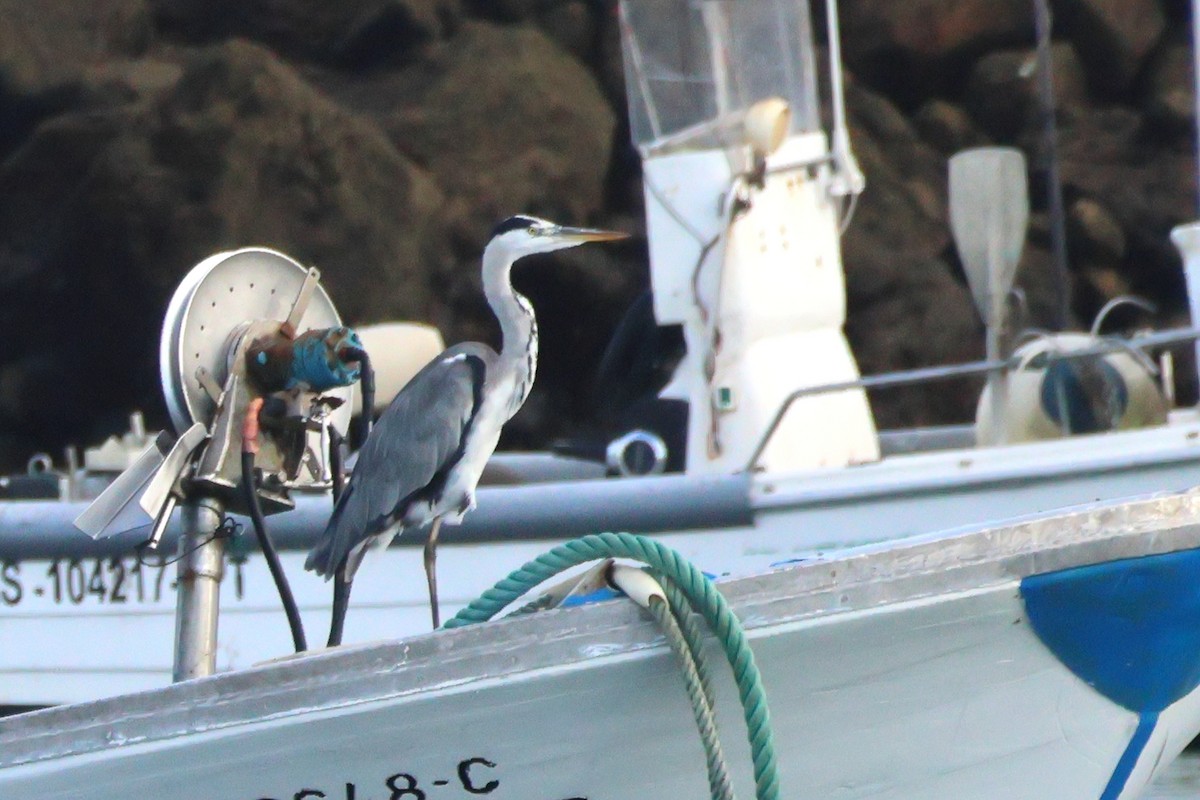 Gray Heron - ML646195879