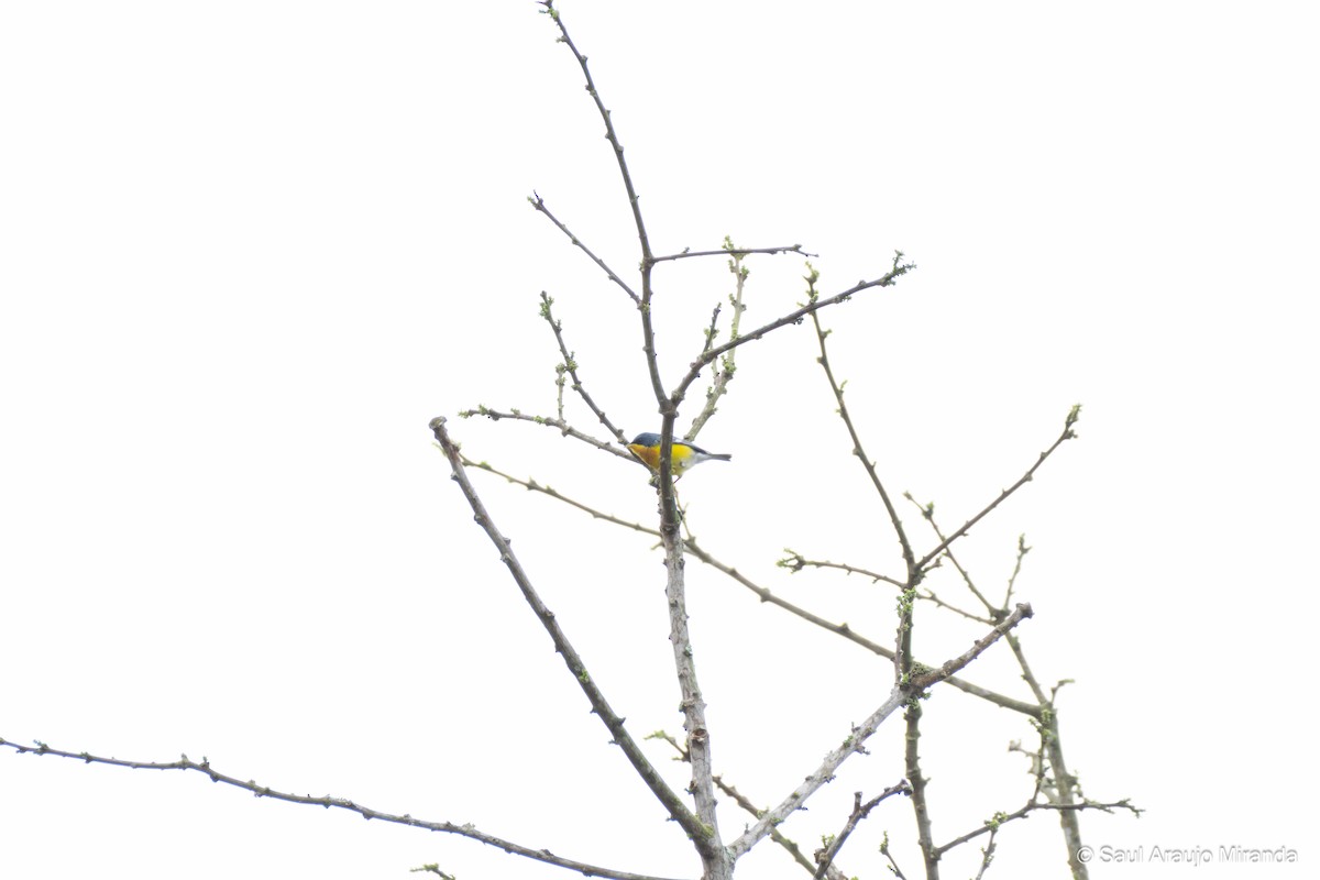 Tropical Parula - ML646195882