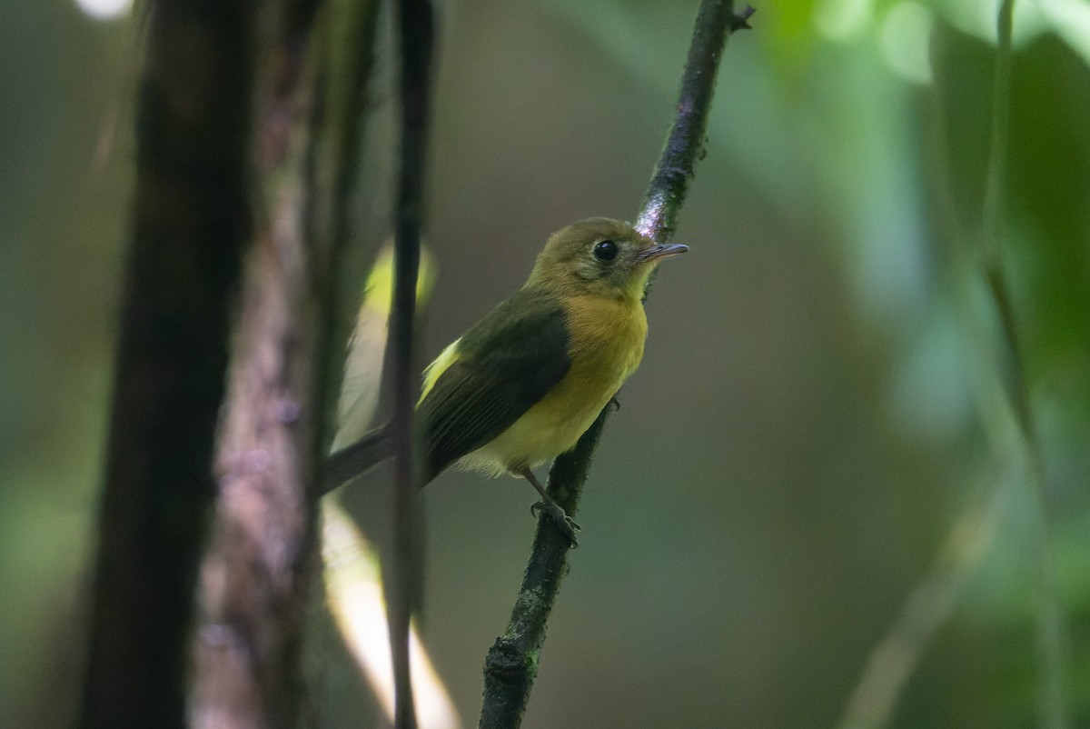 Sulphur-rumped Flycatcher - ML646195883