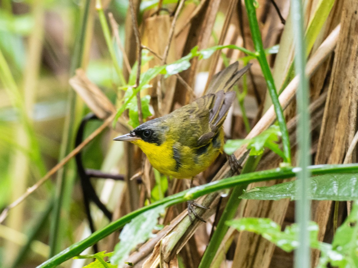 Southern Yellowthroat - ML646195884