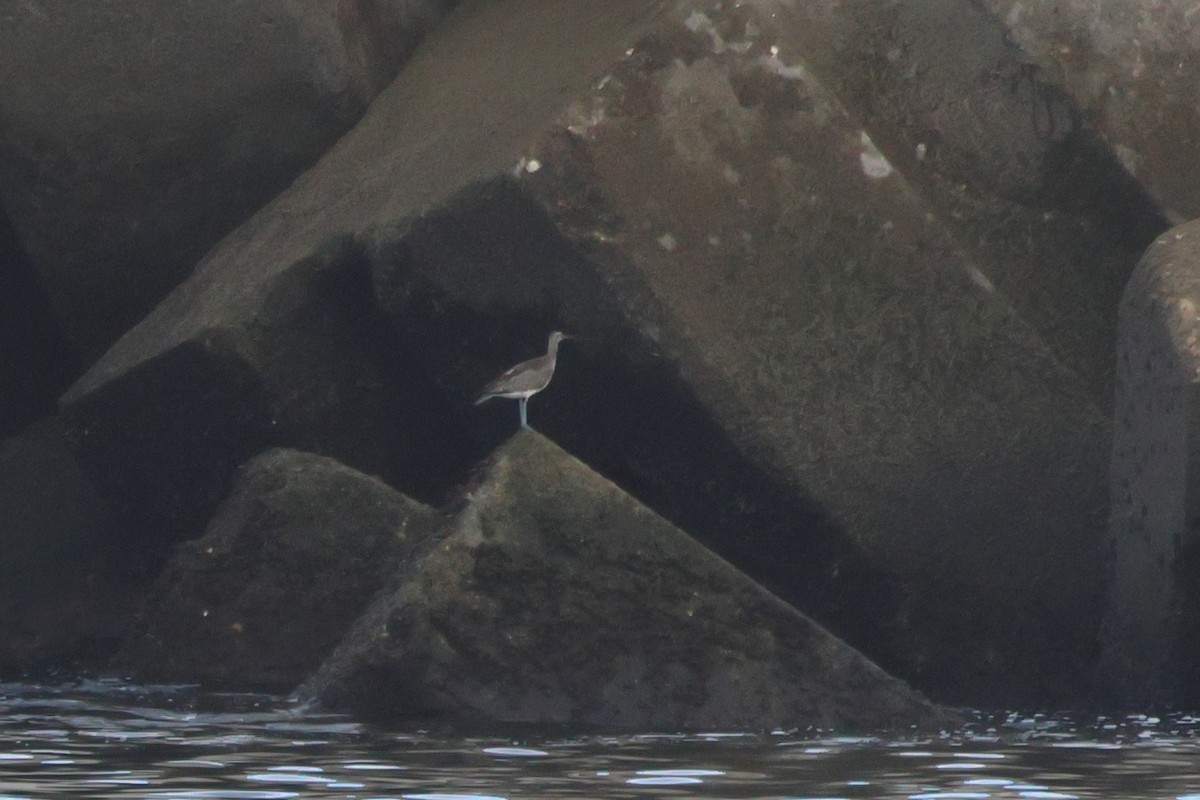 Eurasian Whimbrel (European) - ML646195888