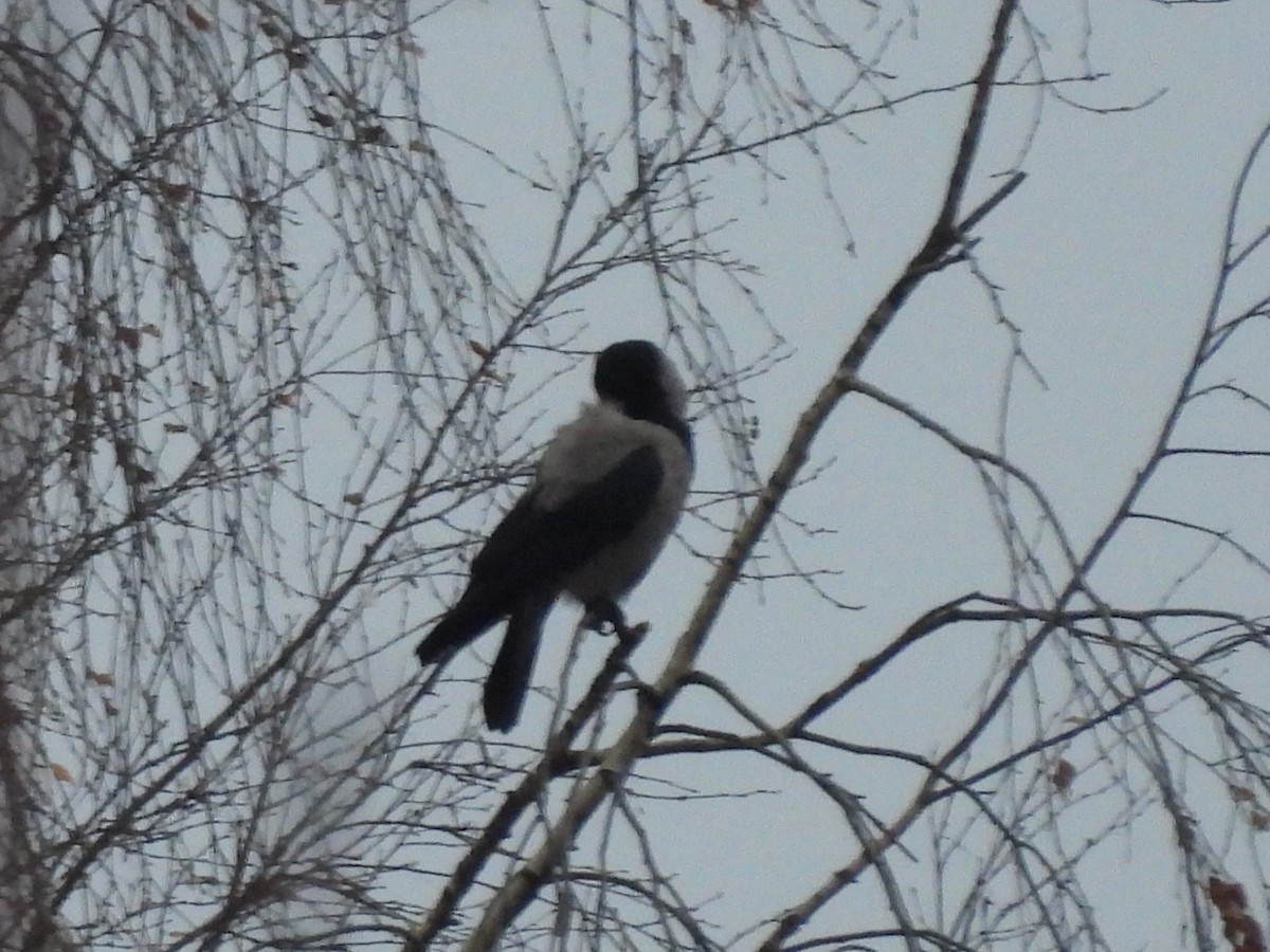 Hooded Crow - ML646195893