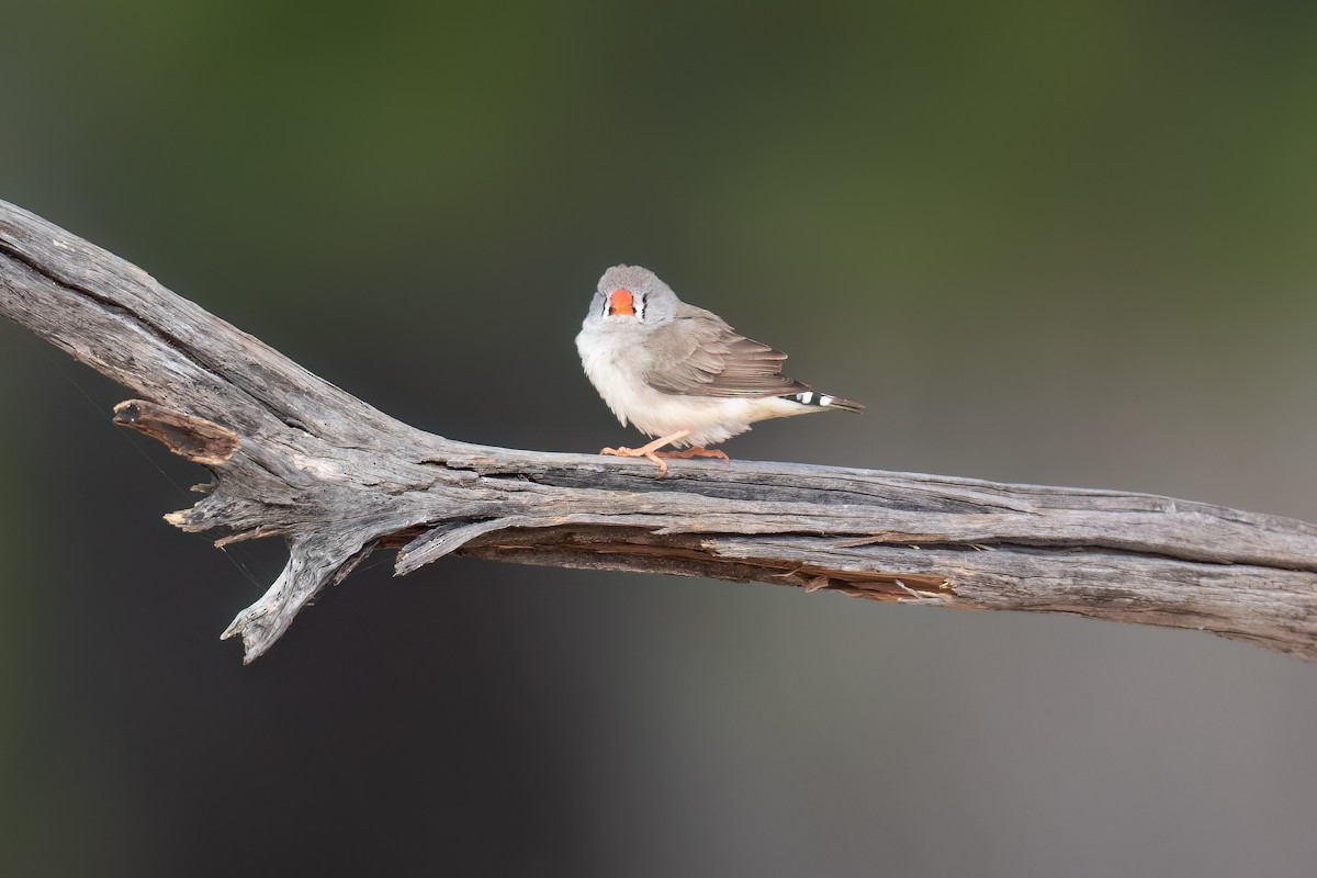 Zebra Finch - ML646195895