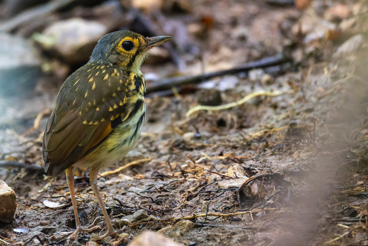Streak-chested Antpitta - ML646195897