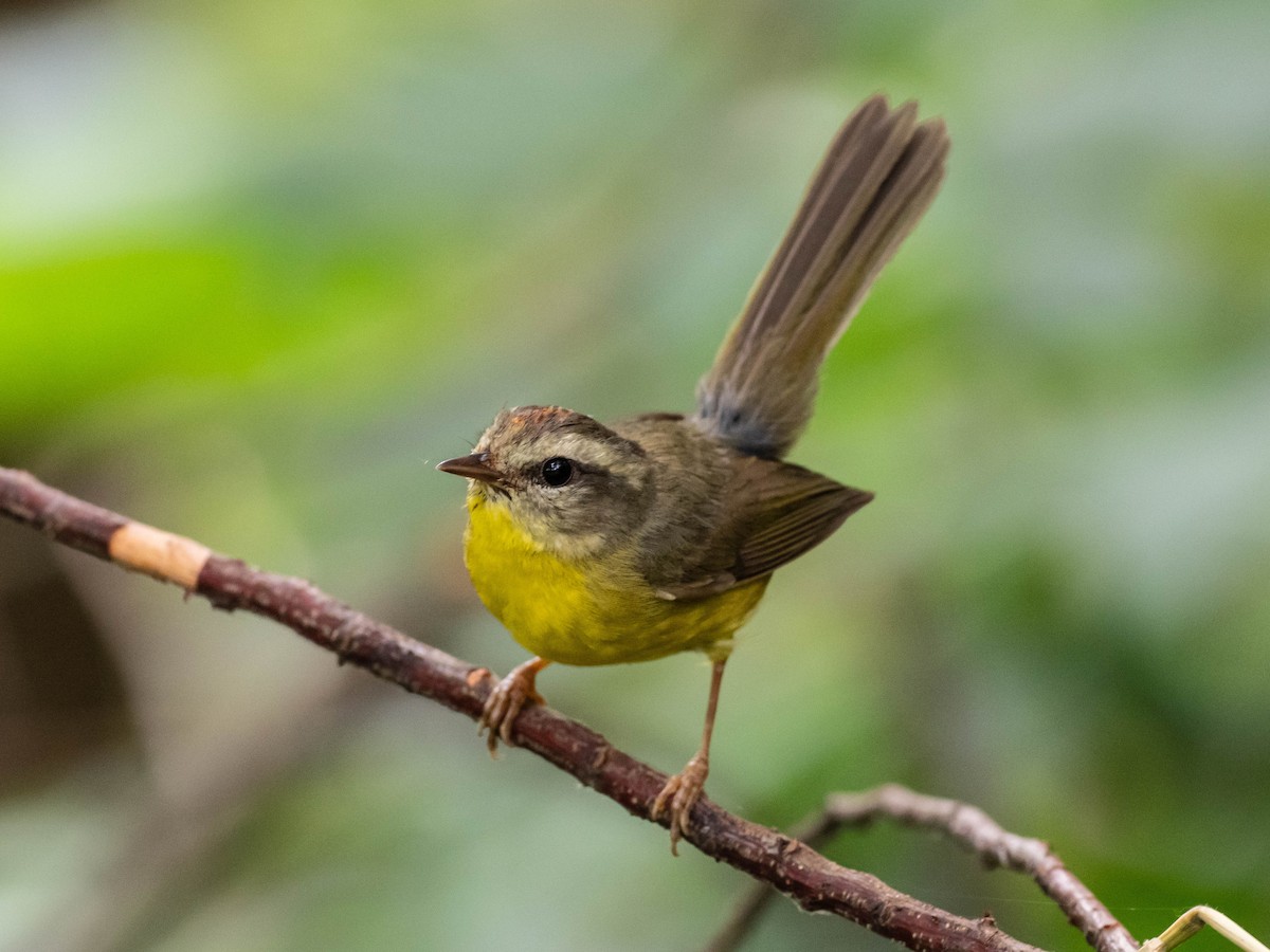 Golden-crowned Warbler - ML646195901