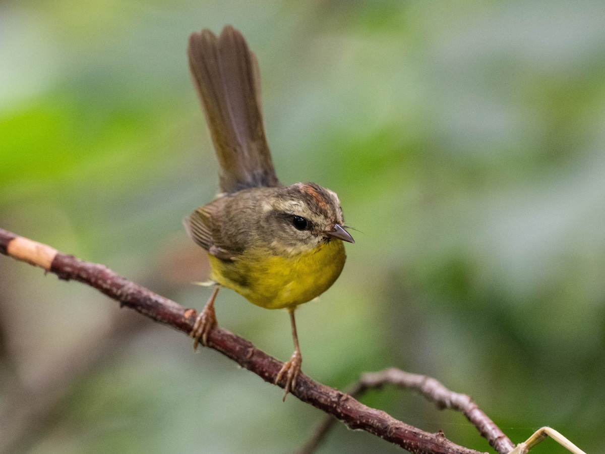 Golden-crowned Warbler - ML646195902