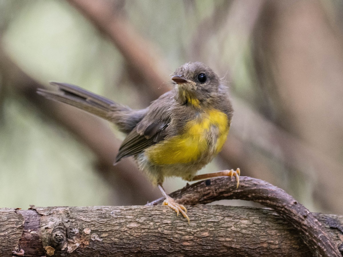 Golden-crowned Warbler - ML646195903