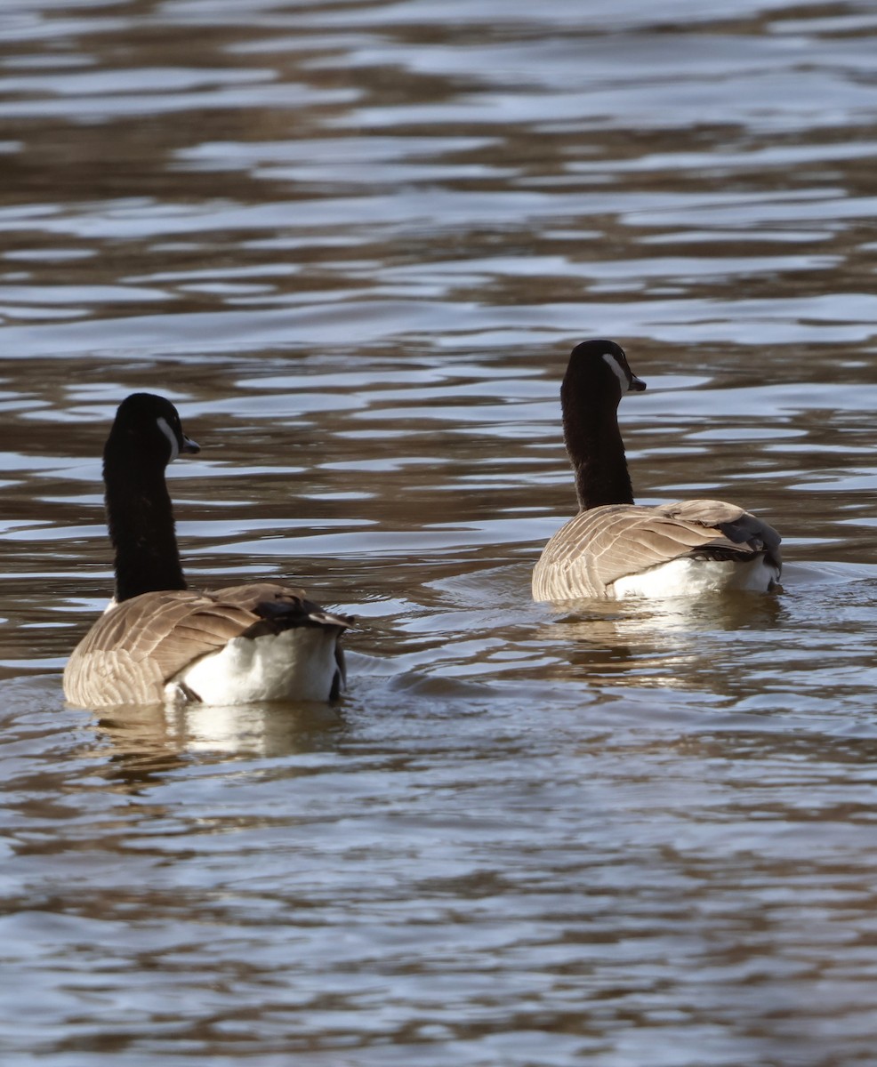 Canada Goose - ML646195907
