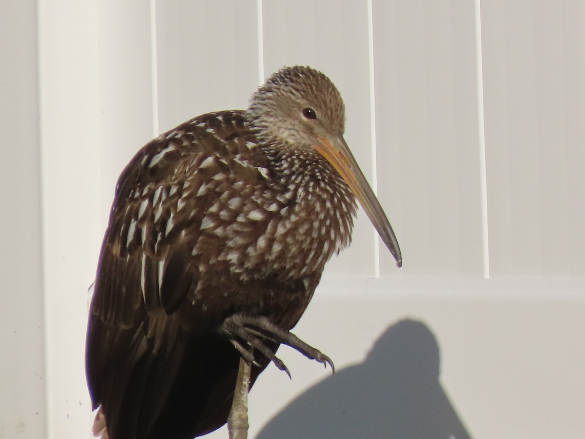 Limpkin - ML646195908
