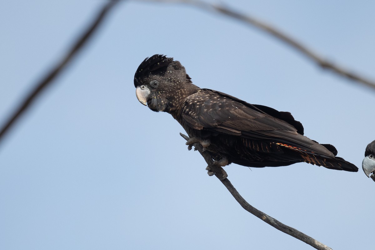 Red-tailed Black-Cockatoo - ML646195910