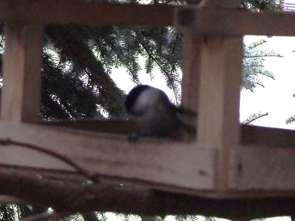 Mésange boréale - ML646195914