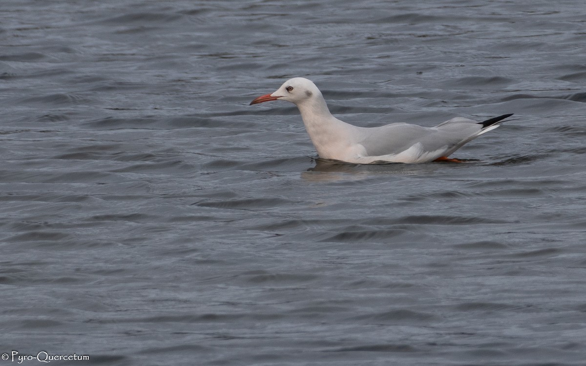 Slender-billed Gull - ML646195916