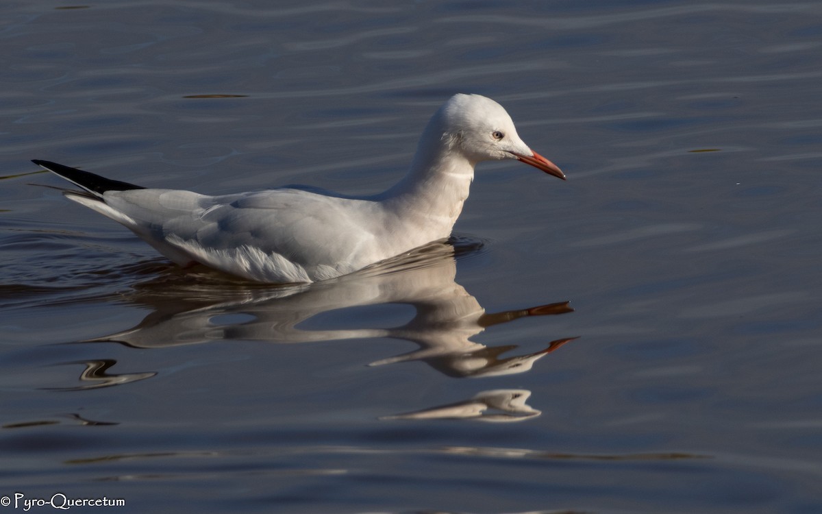 Slender-billed Gull - ML646195917