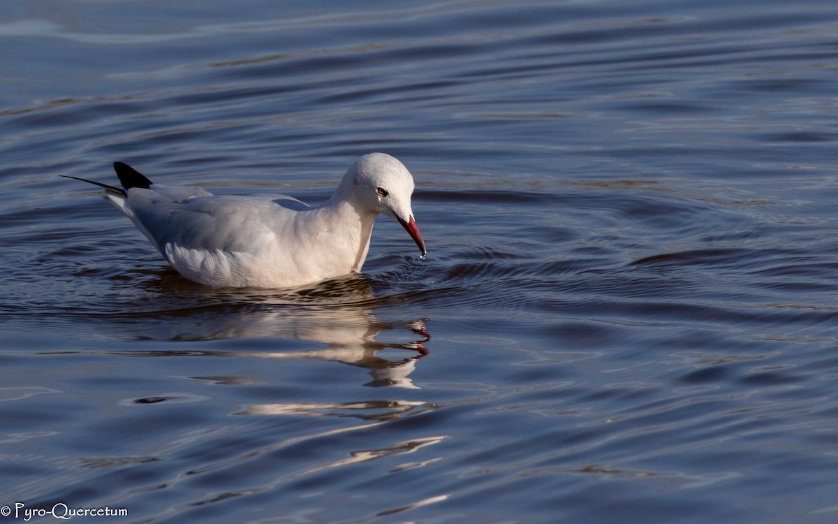 Slender-billed Gull - ML646195919