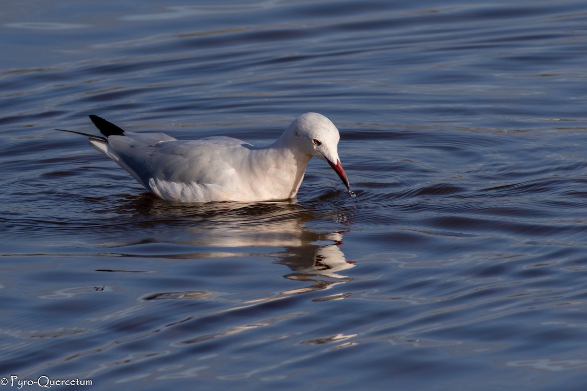 Slender-billed Gull - ML646195920