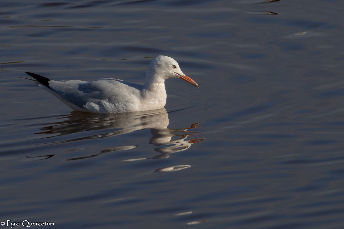 Slender-billed Gull - ML646195921