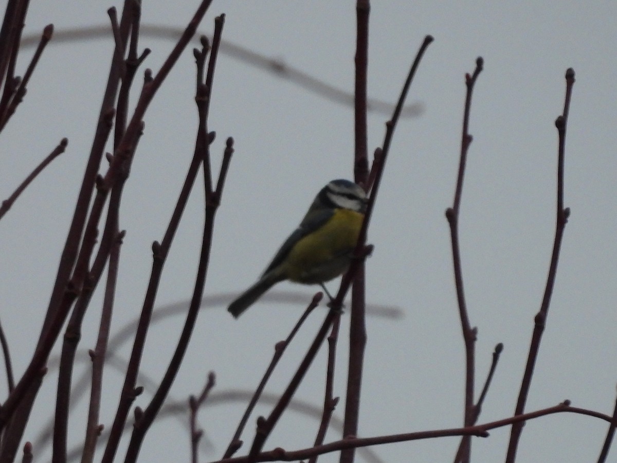 Eurasian Blue Tit - ML646195923