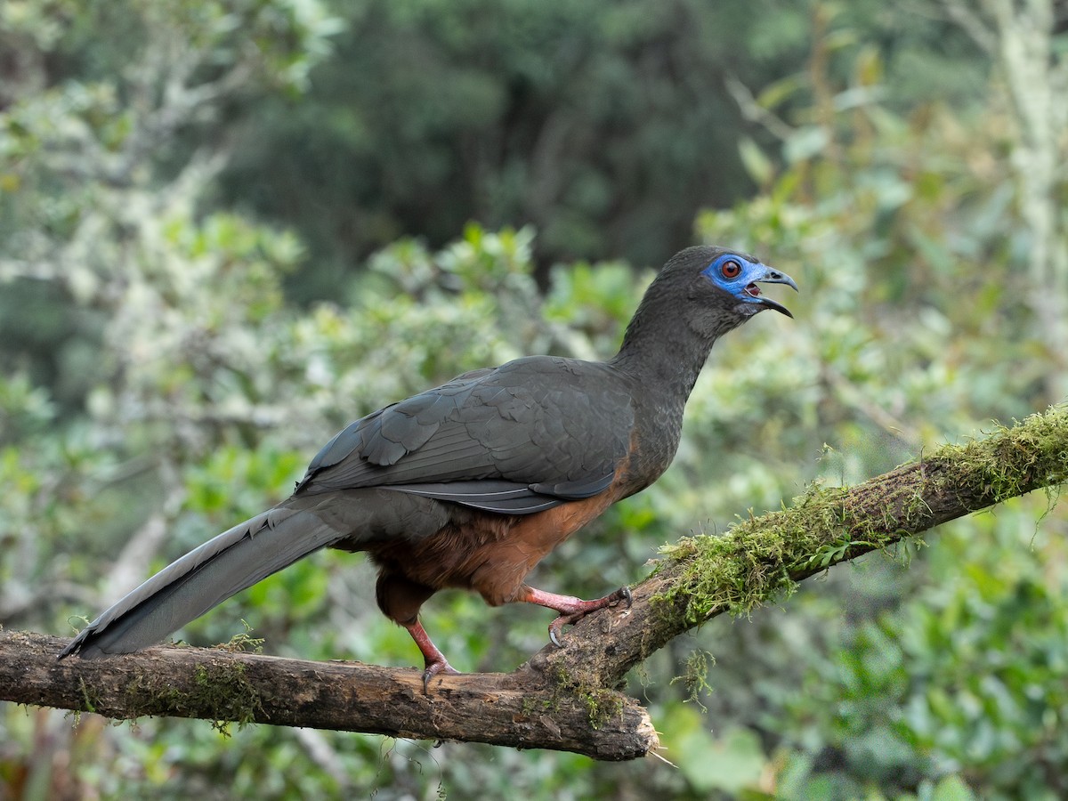 Sickle-winged Guan - ML646195926