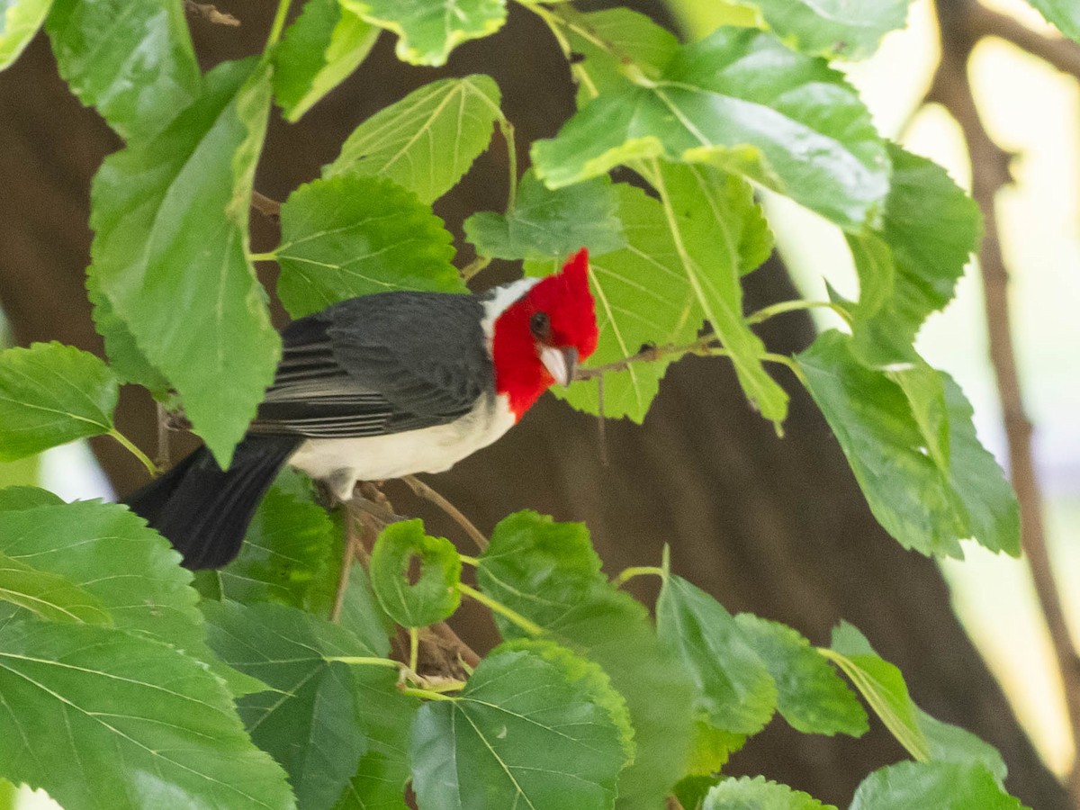 Red-crested Cardinal - ML646195928